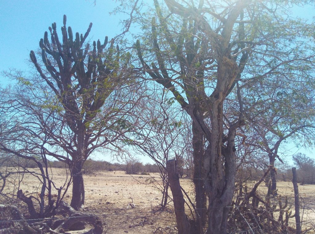 Caatinga: Bioma genuinamente brasileiro! - 🌎 GeobservatóriØ
